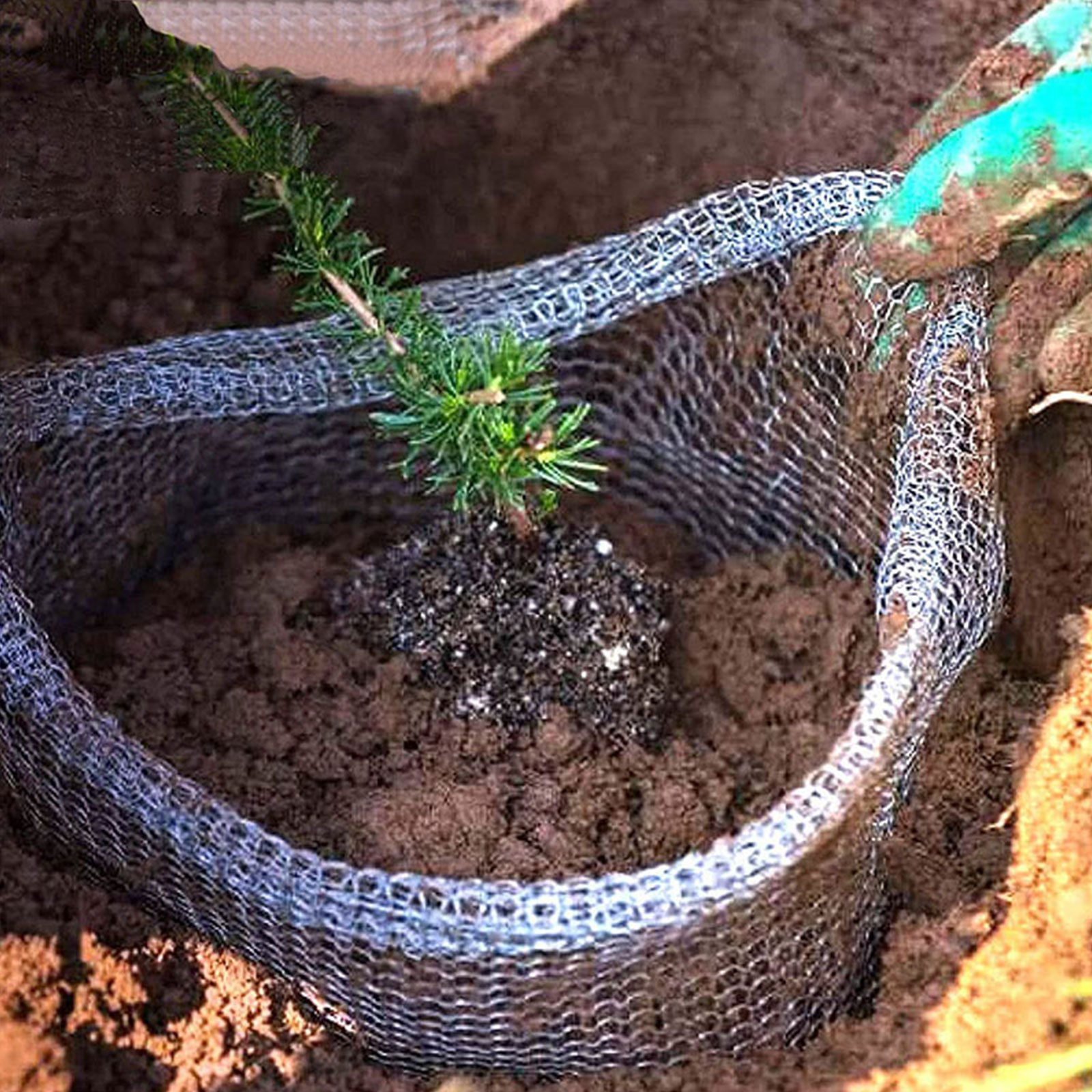 Plant Root Guard Baskets Garde - Mesh Stainless Strap ulasan dan harga